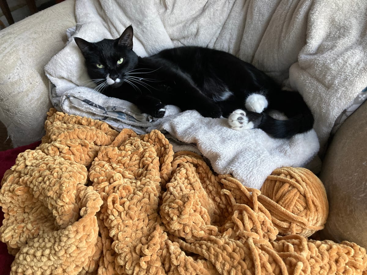 How my cat helped me use music to heal (clickbait)