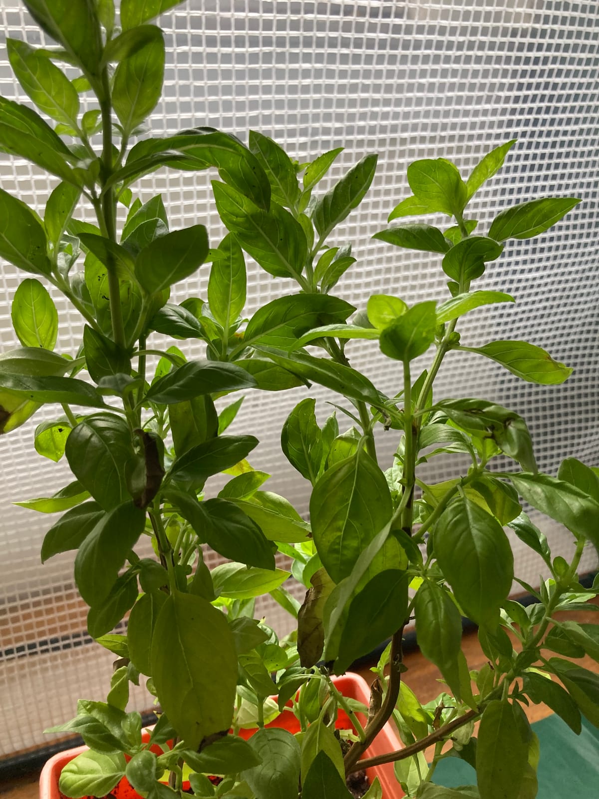 Elbow marinara pasta