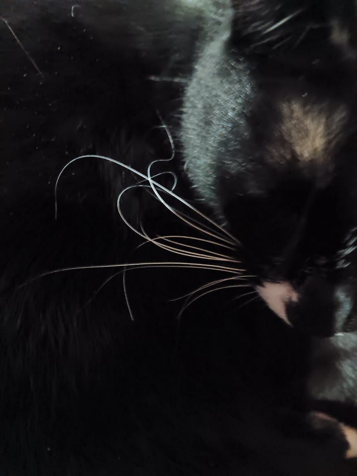 Teaching neurospicy students