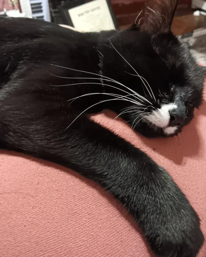 Gratuitous cat photos