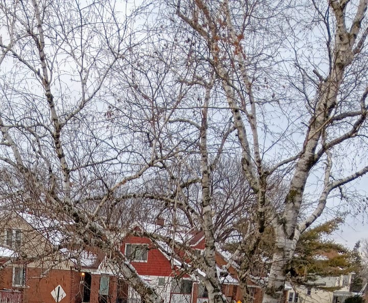 It's ok to wish for snow days.