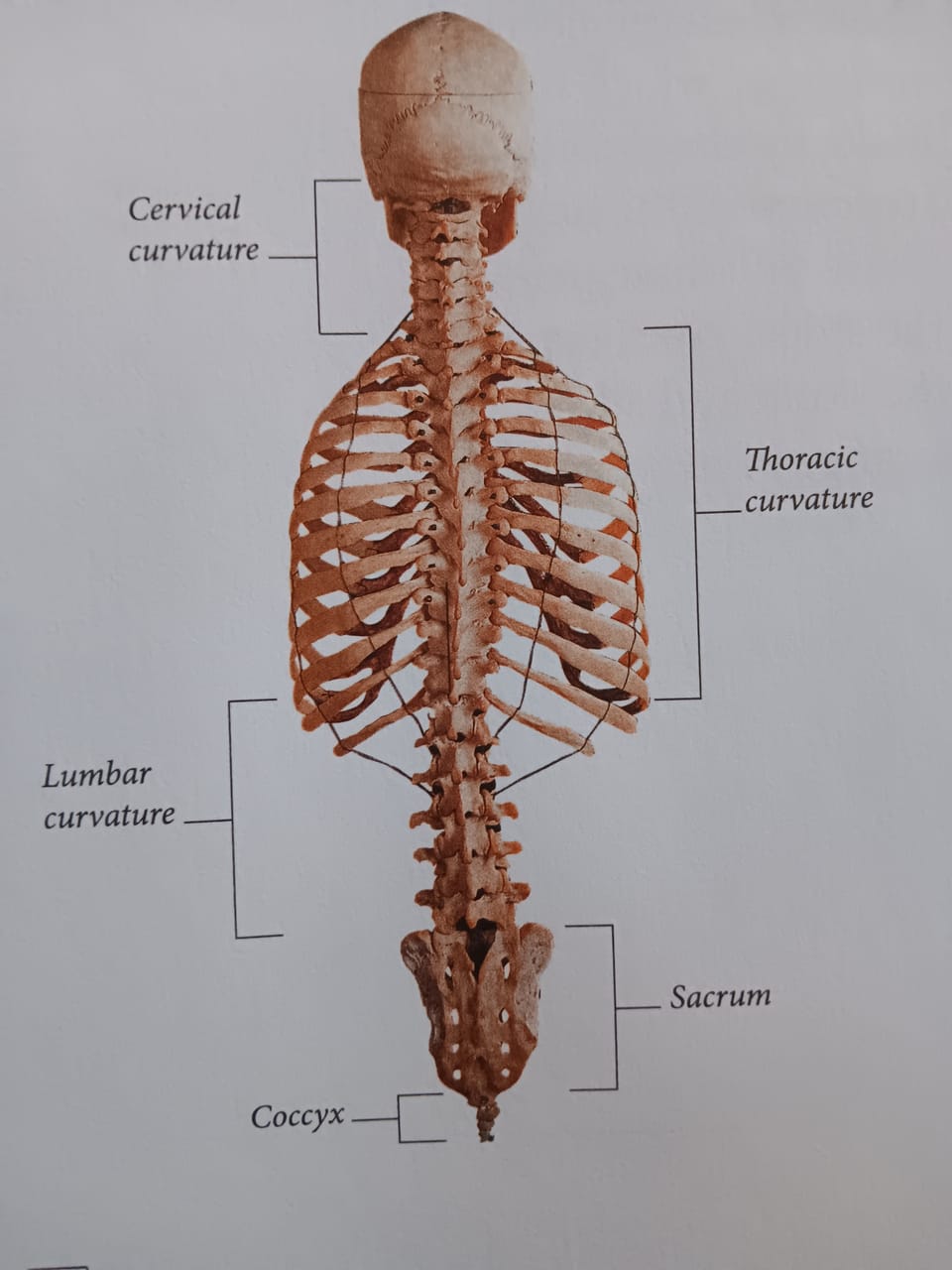 Your back